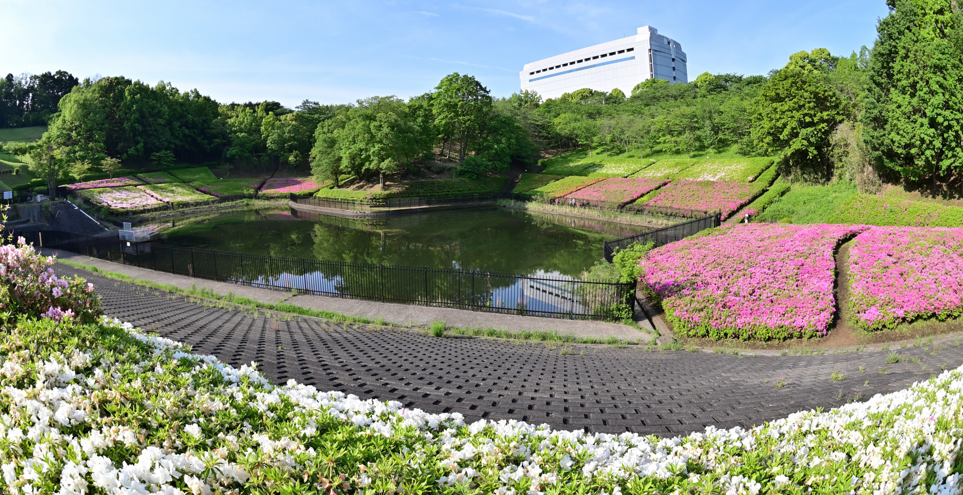 5万2千本のツツジの花が咲く自然公園【花のコラム】